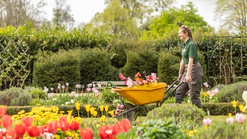 Gardener maintaining the tulip display at Dyrham Park, South Gloucestershire